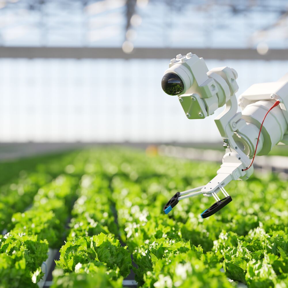 field of crop in glass house with hightech robotics