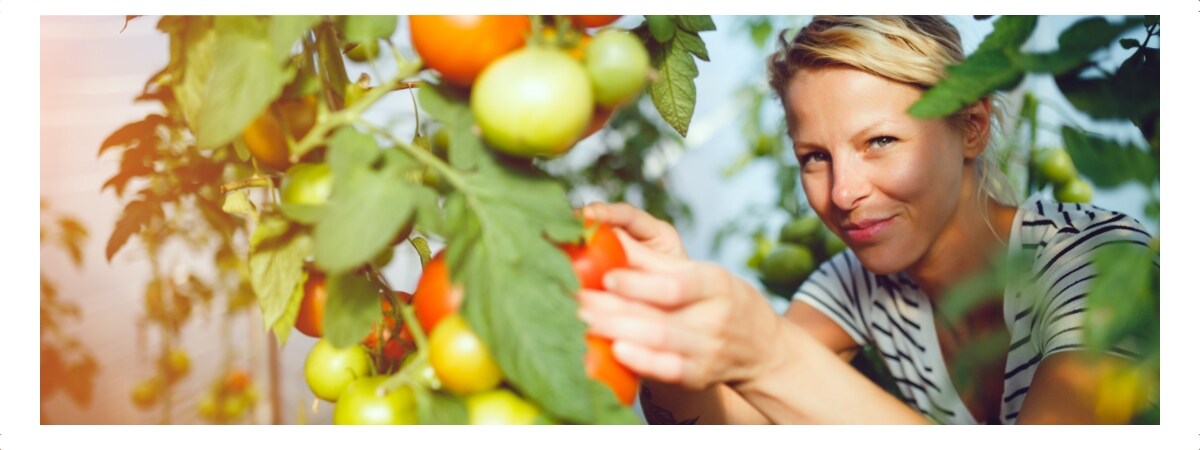 Een vrouw plukt tomaten