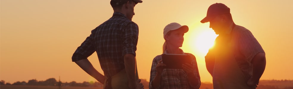 A group of farmers are discussing in the field, using a tablet. Two men and one woman. Team work in agribusiness