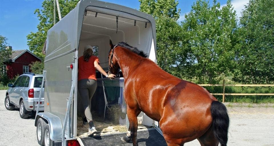 Vrouw laadt paard in de paardentrailer