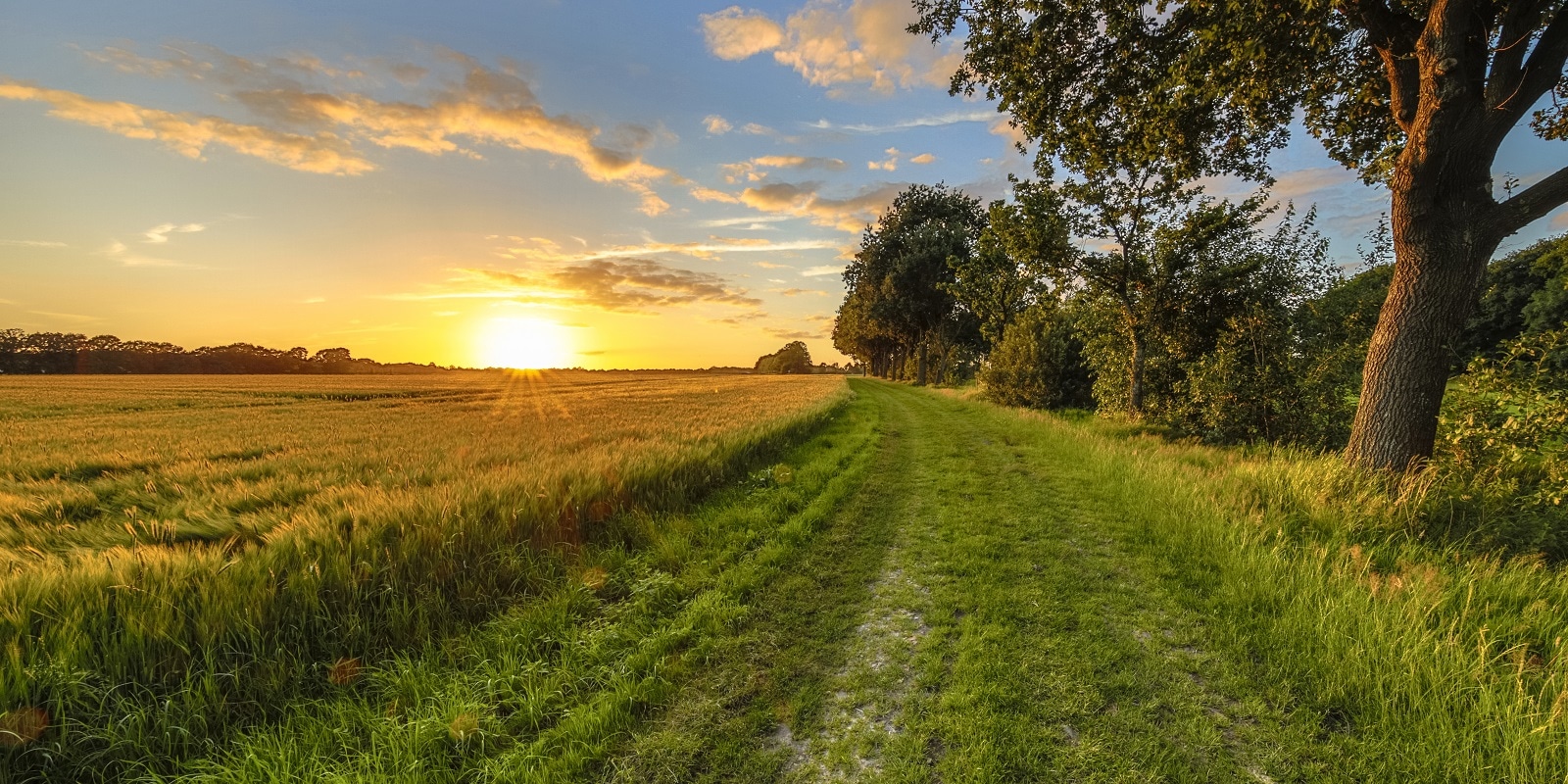 landschap met bomen bij ondergaande zon