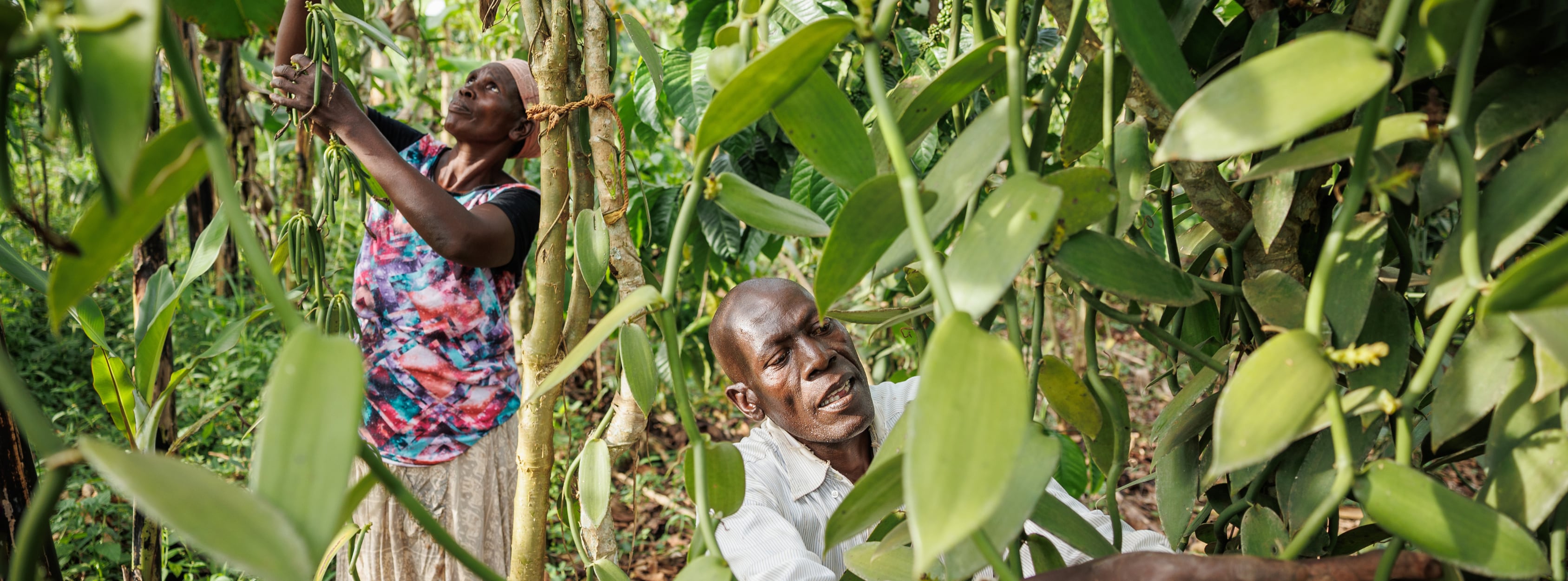 Smallholder Vanille Farmers