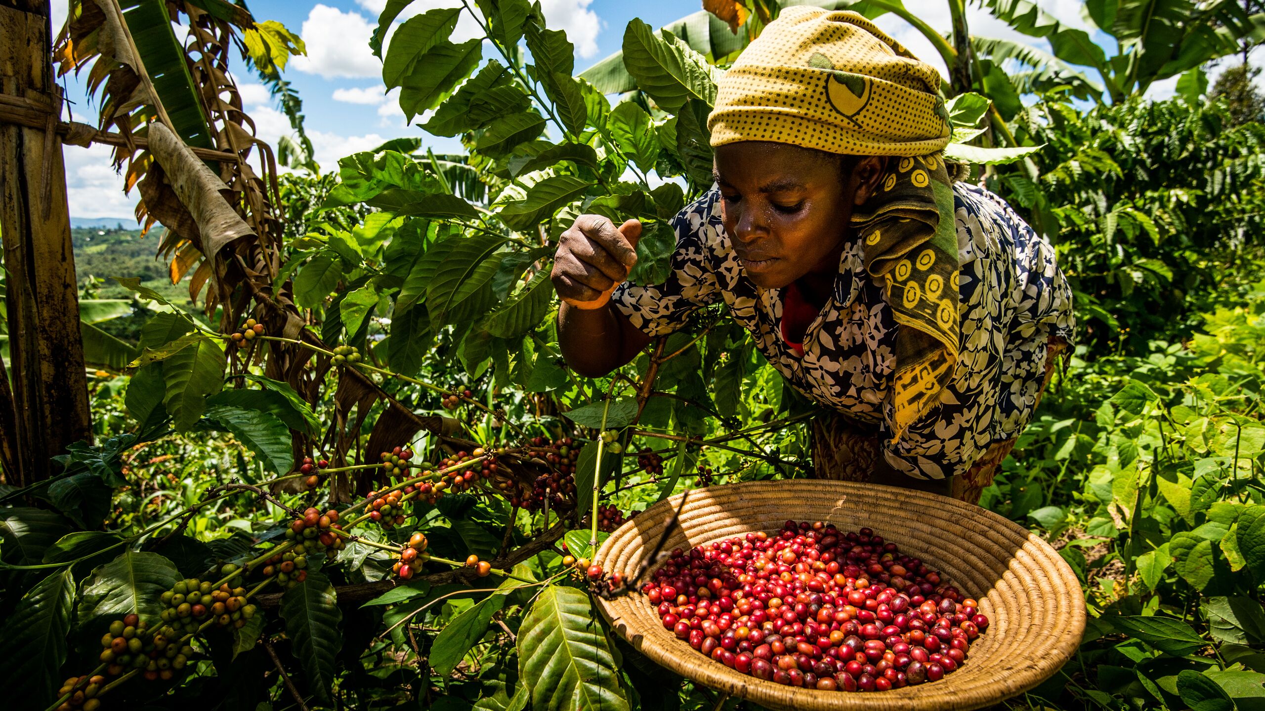 Smallholder coffee farmer