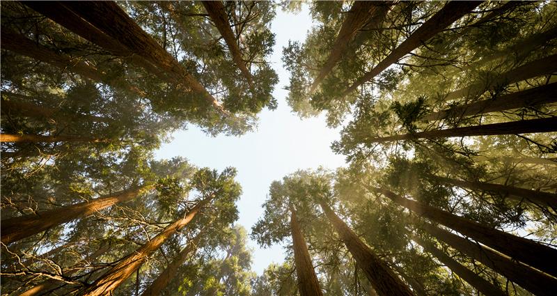Deforestation and land conversion policy Rabobank Group