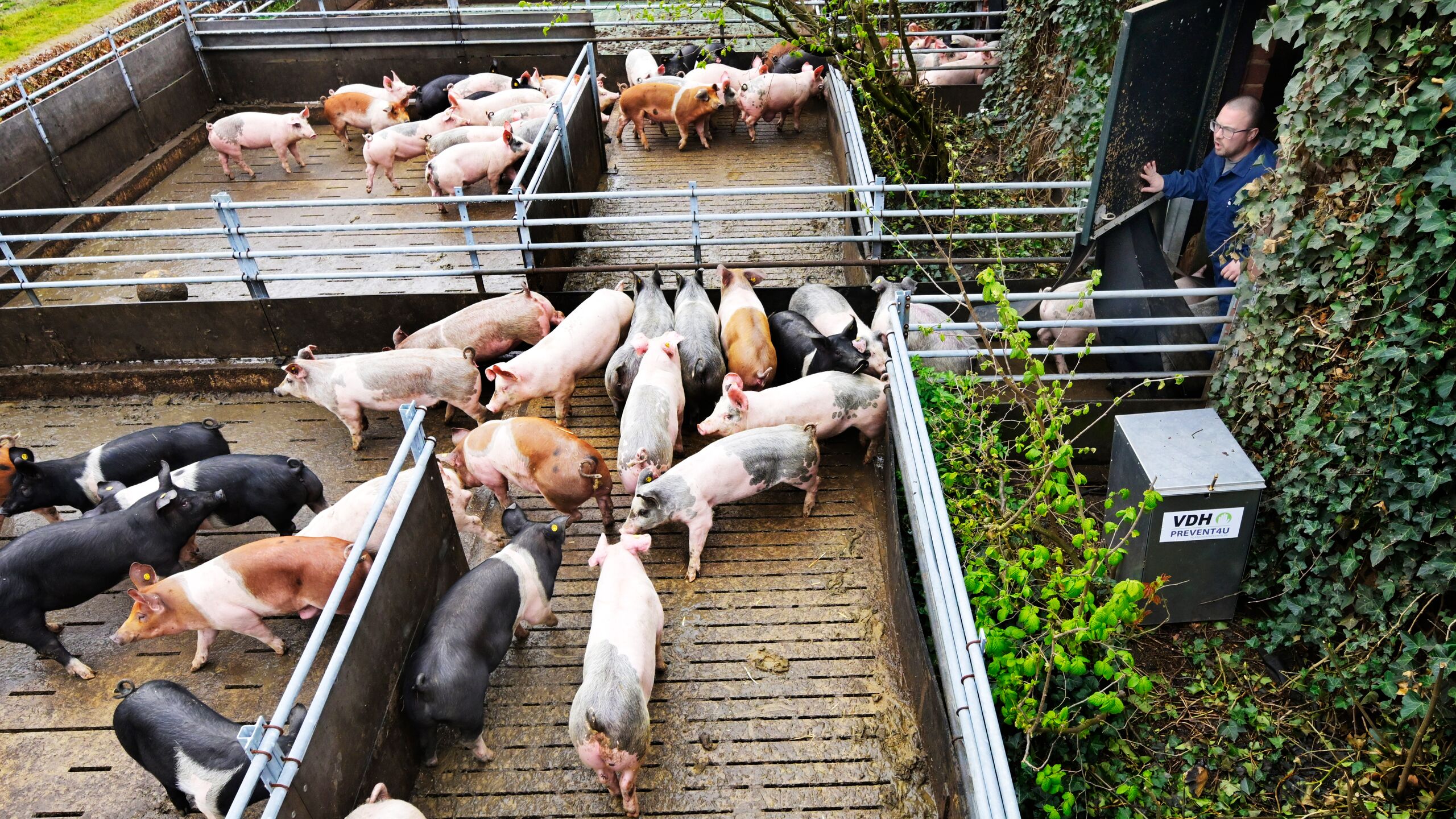 Pigs in an outdoor enclosure at a pig farm